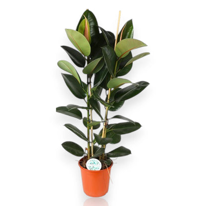 Ficus elastica 'Robusta'