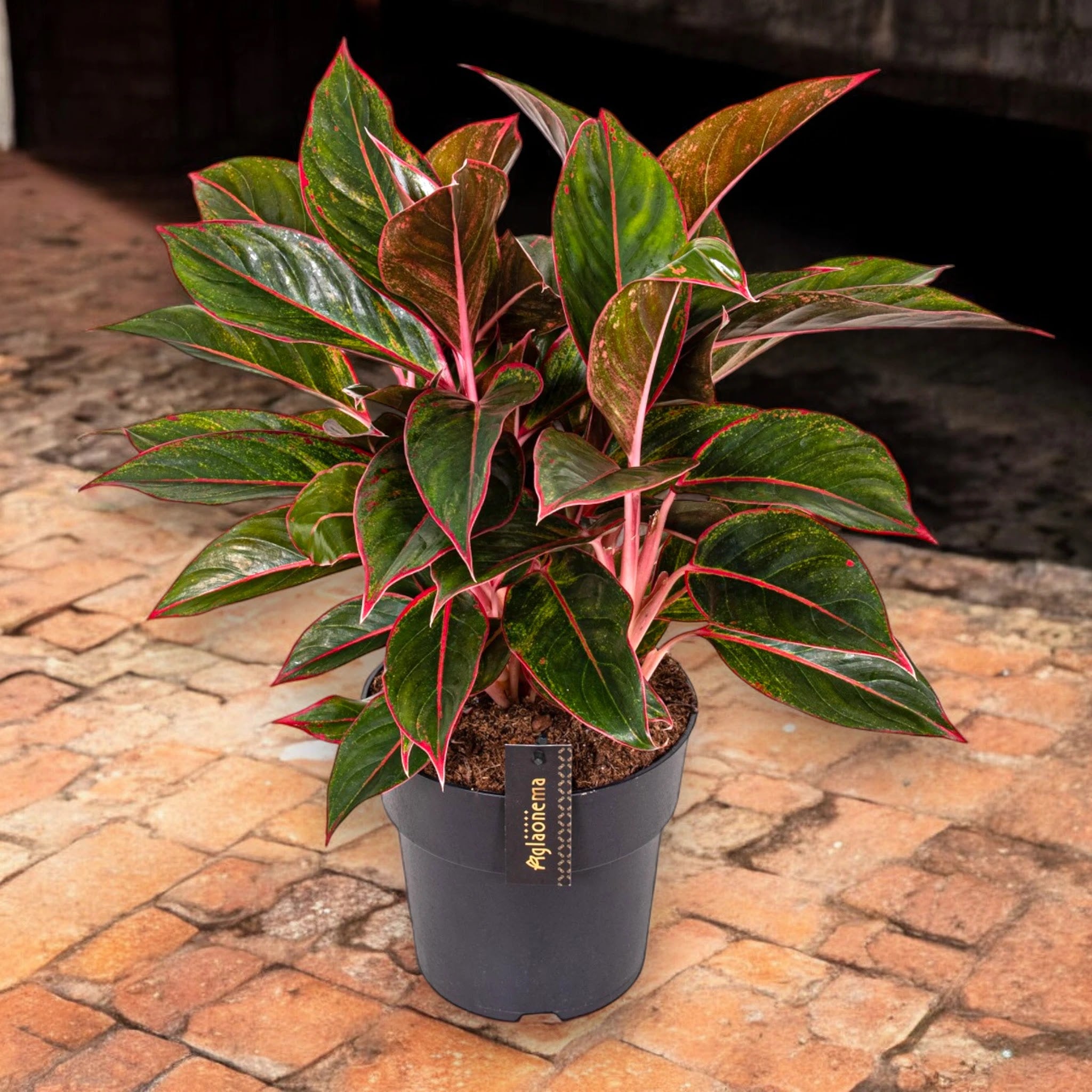 Aglaonema 'Jungle Red'