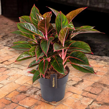 Aglaonema 'Jungle Red'
