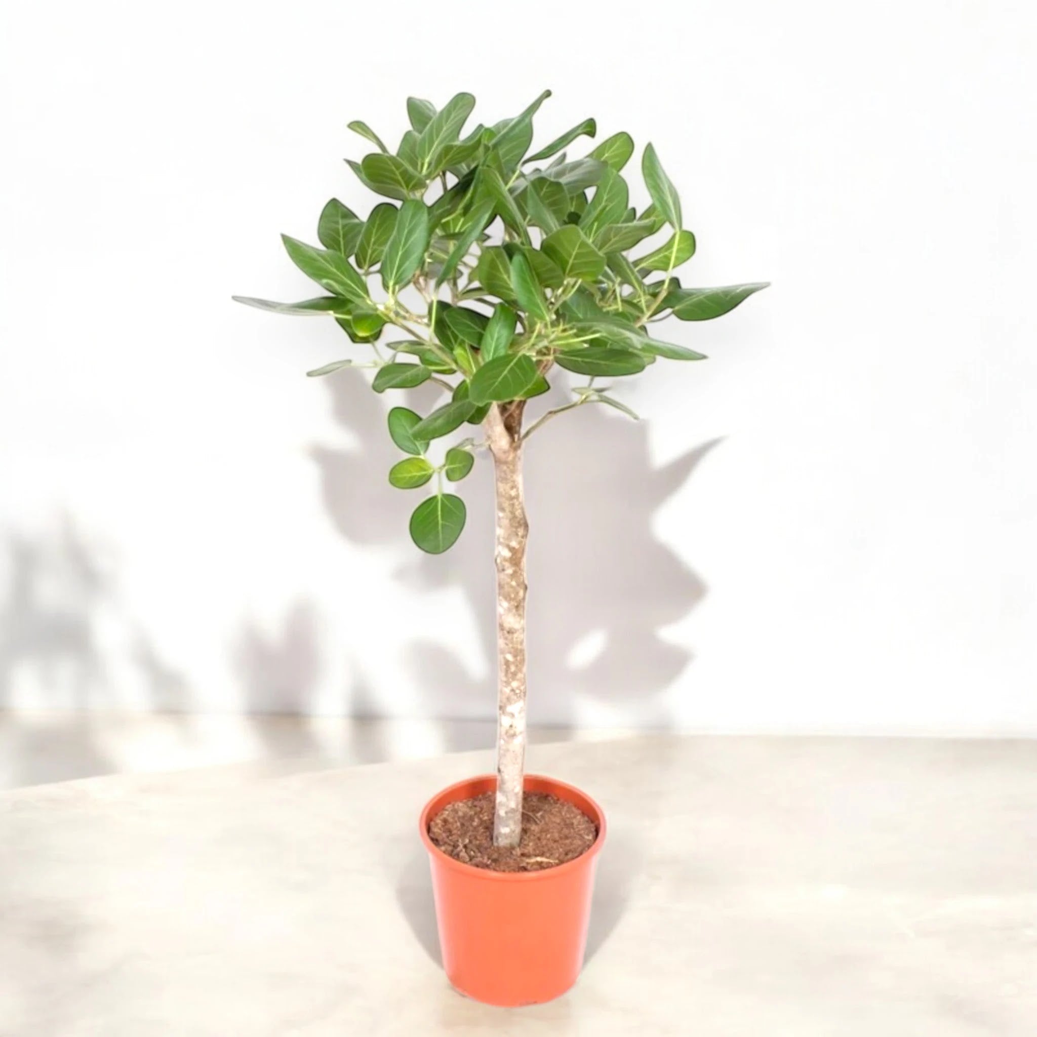 Ficus benghalensis