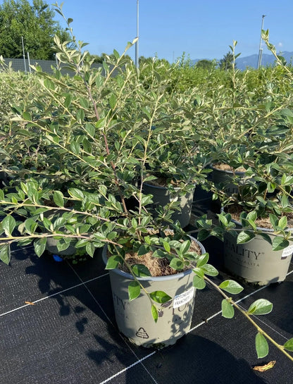 Dettaglio foglie grigio-argento e bacche rosse di Cotoneaster franchetii