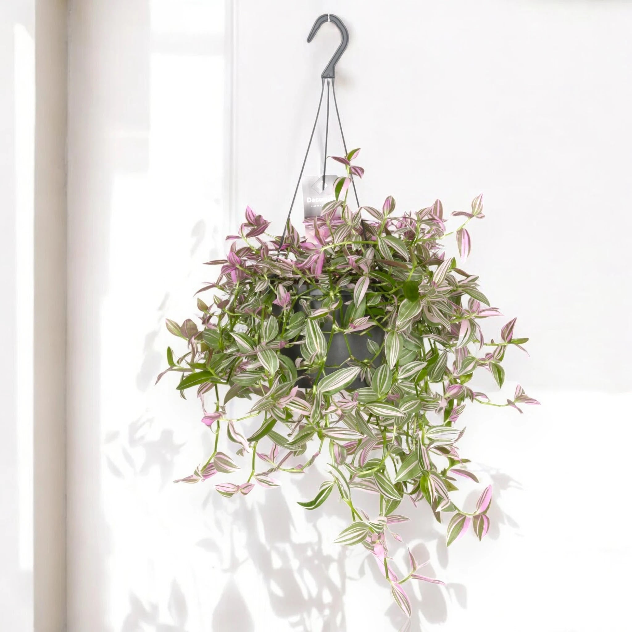 Tradescantia fluminensis 'Pink hill'