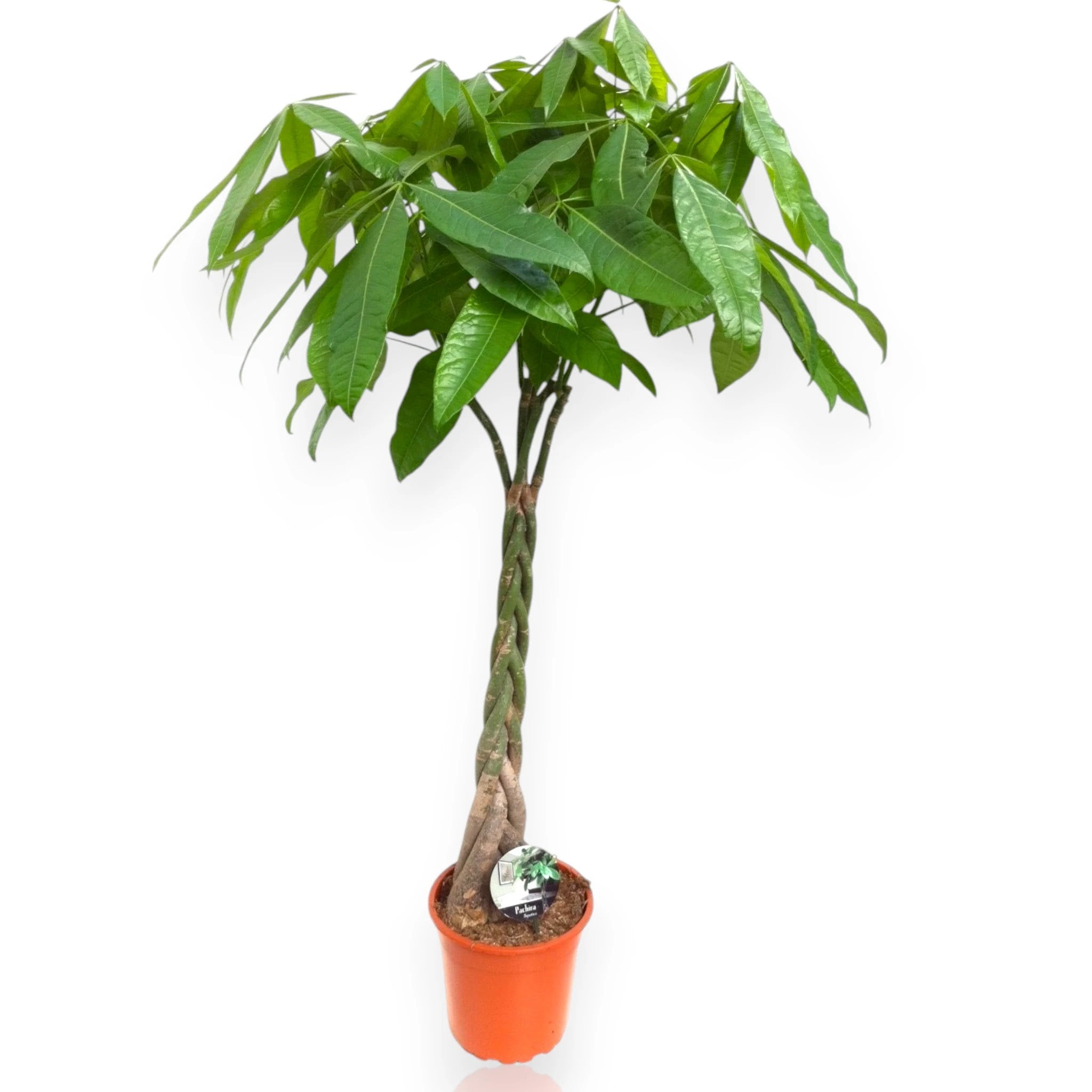 Pachira aquatica