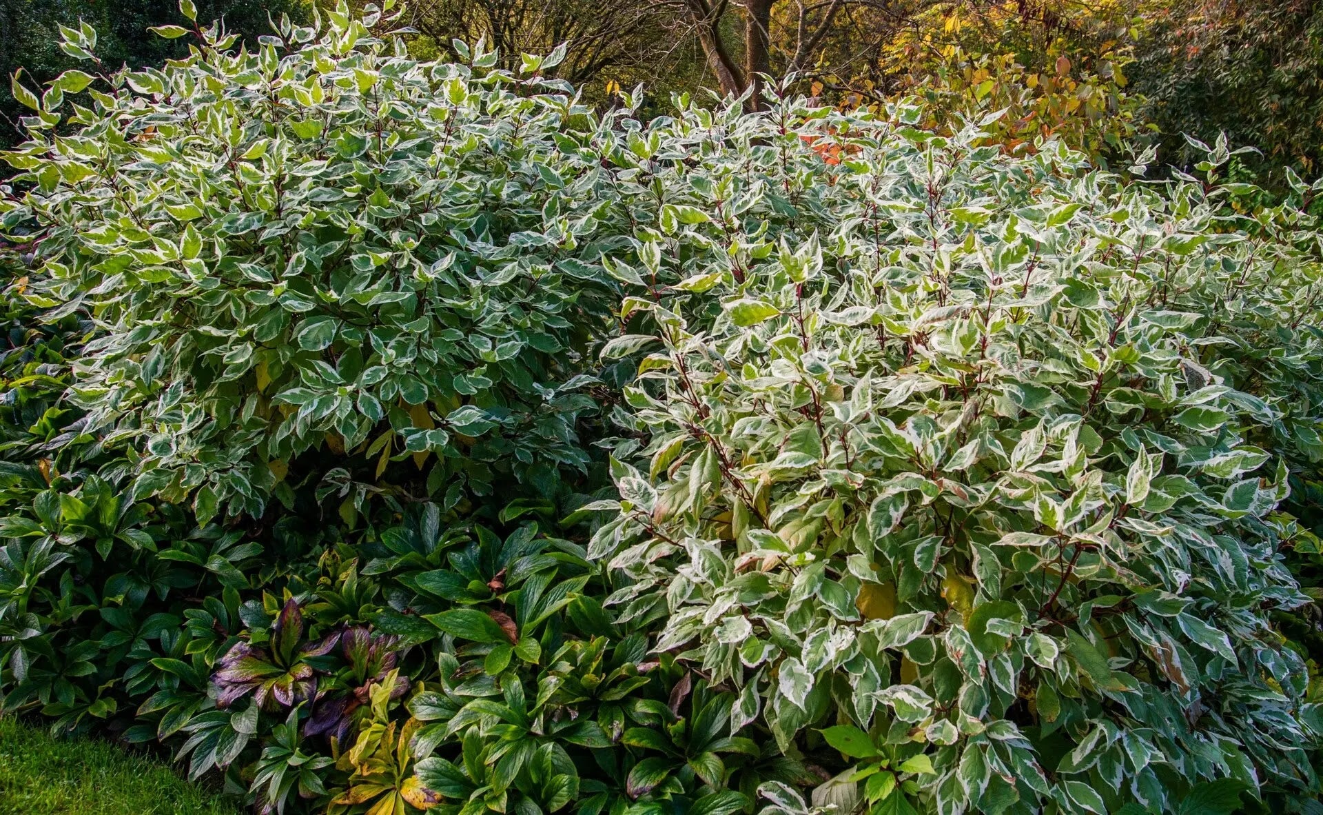 Corniolo - Cornus alba 'Ivory Halo'