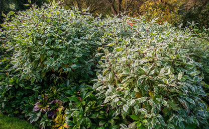 Corniolo - Cornus alba 'Ivory Halo'
