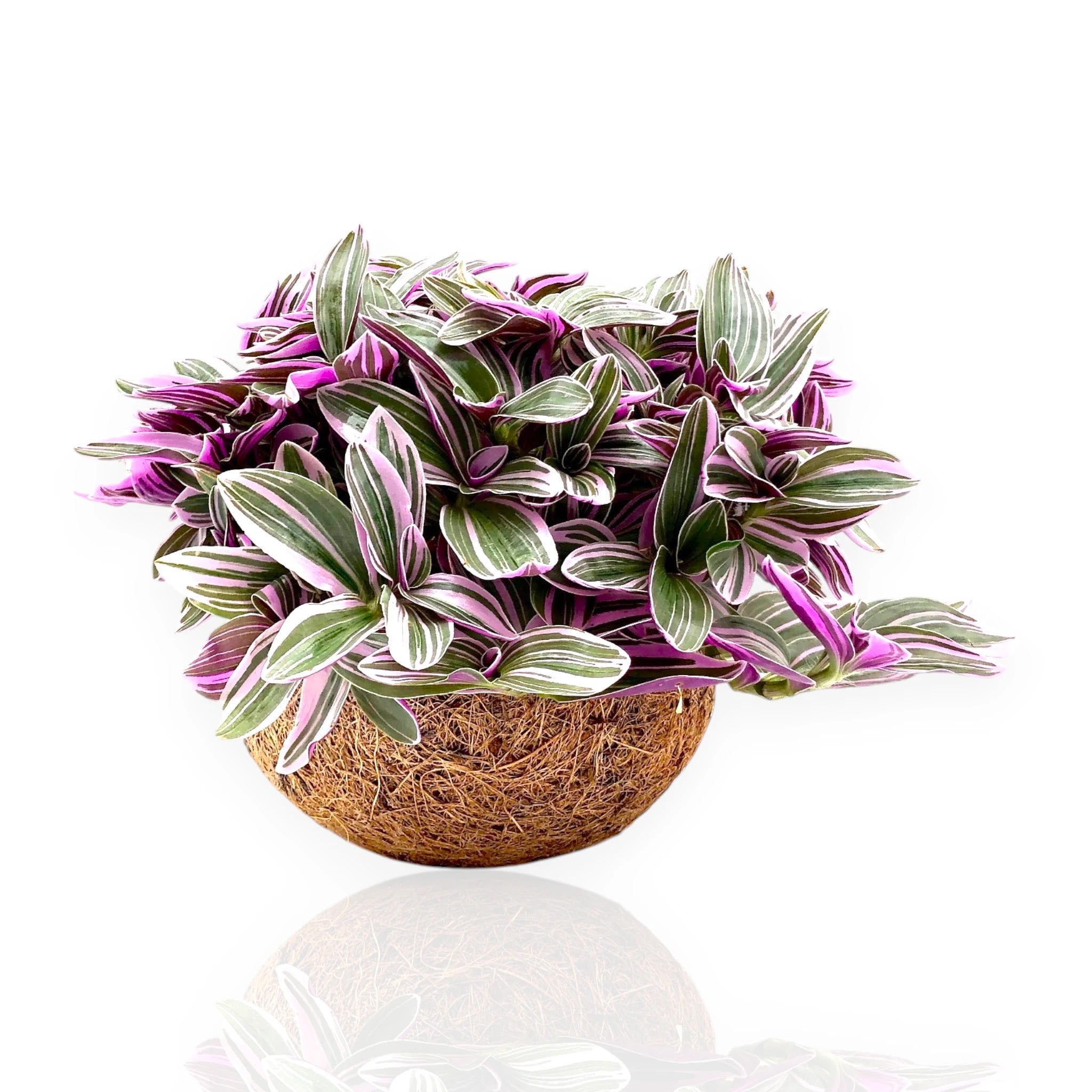 Tradescantia cerinthoides Sweetness in vaso con tralci ricadenti e foglie carnose verde-rosa