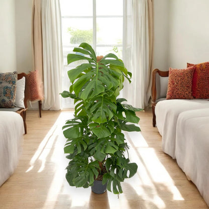 Monstera deliciosa