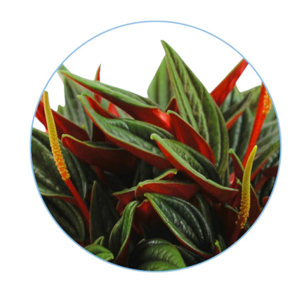 Dettaglio foglia corrugata Peperomia caperata Rosso con texture venature pronunciate