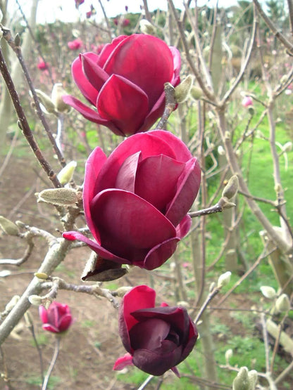 Magnolia 'X Genie'