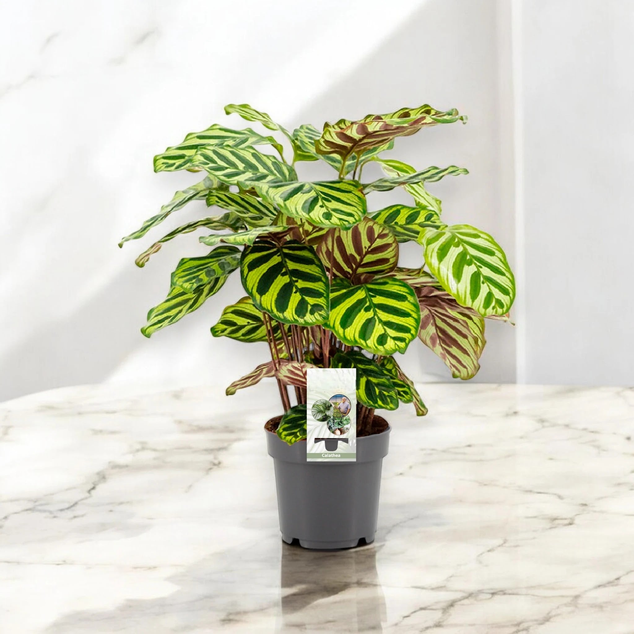 Calathea makoyana
