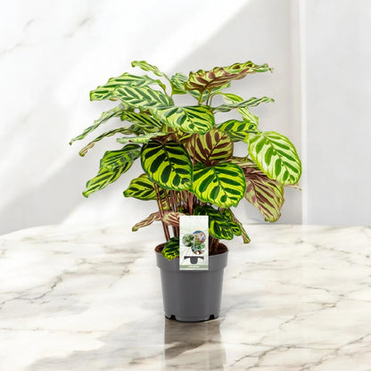 Calathea makoyana