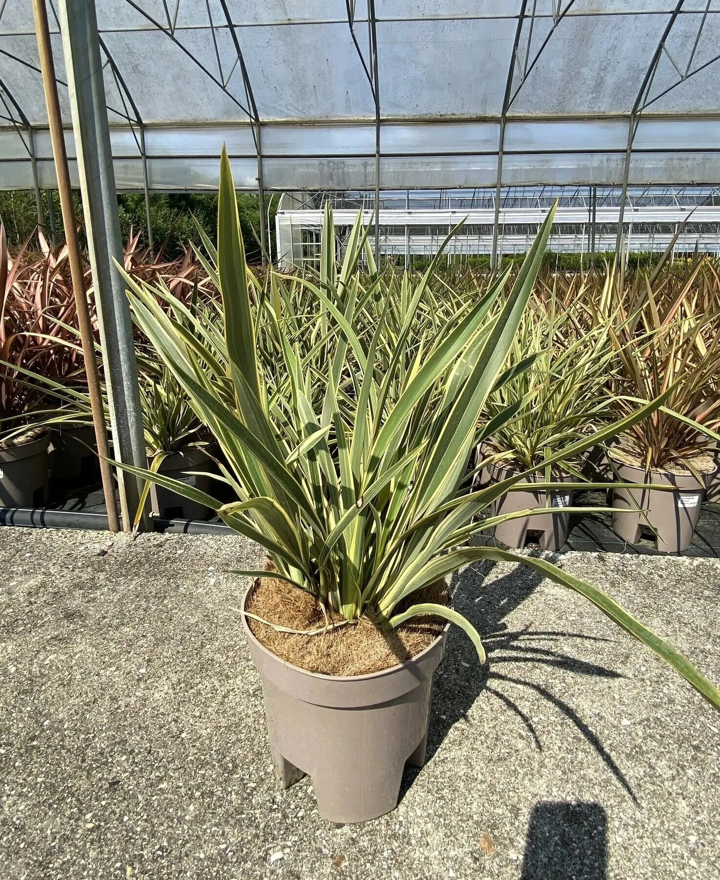 Phormium tenax