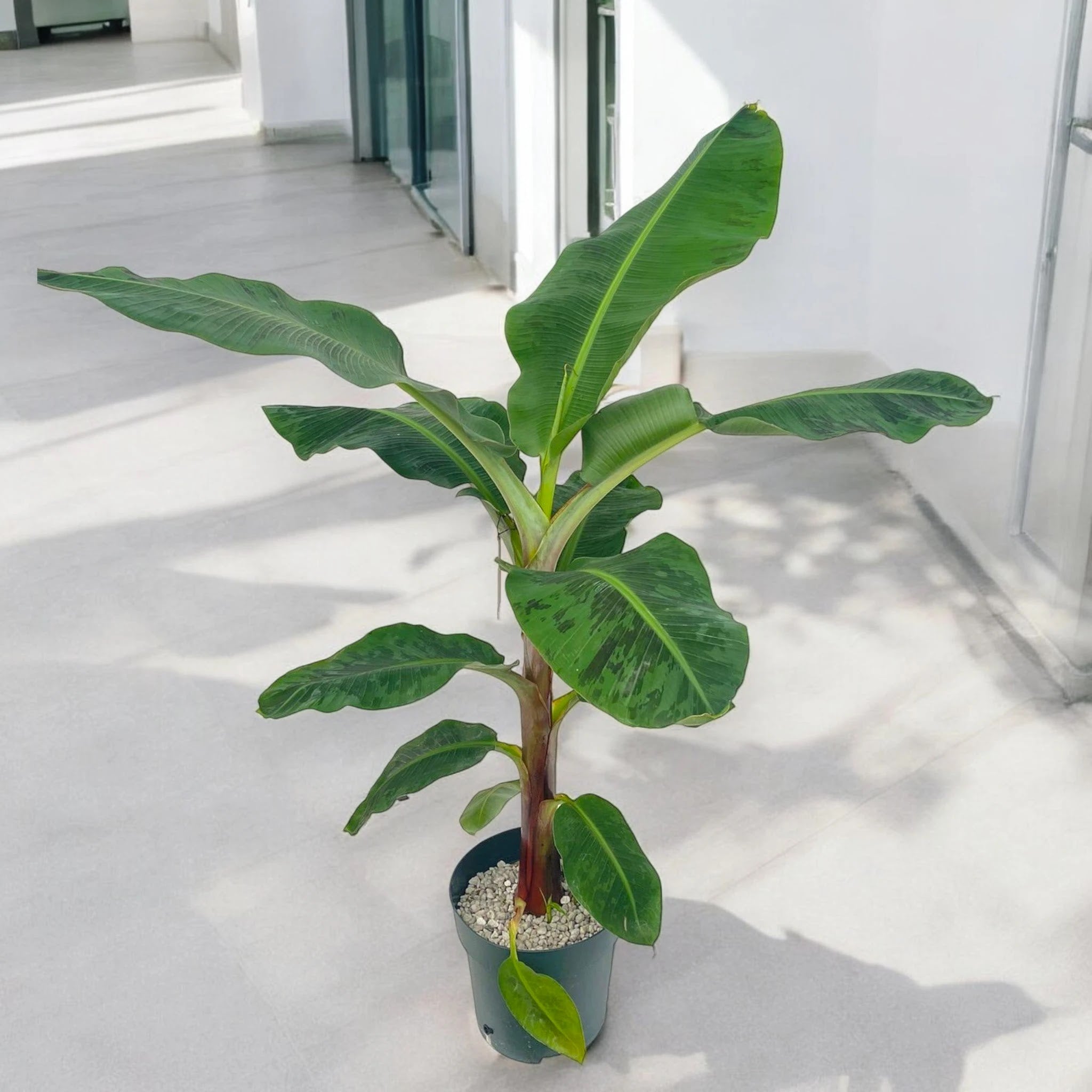 Musa 'Dwarf Cavendish'