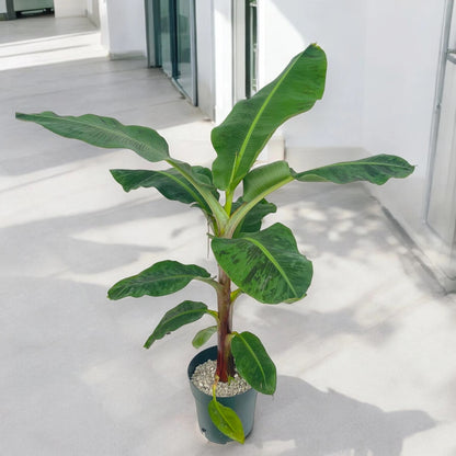 Musa 'Dwarf Cavendish'