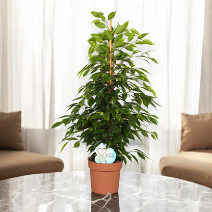 Ficus benjamina 'Anastasia'