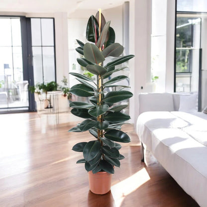 Ficus elastica 'Abidjan'