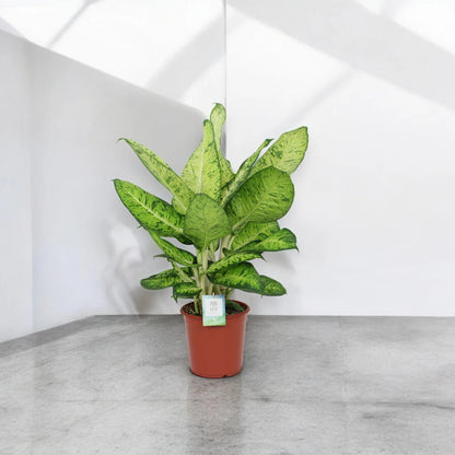 Dieffenbachia 'White Amazon'