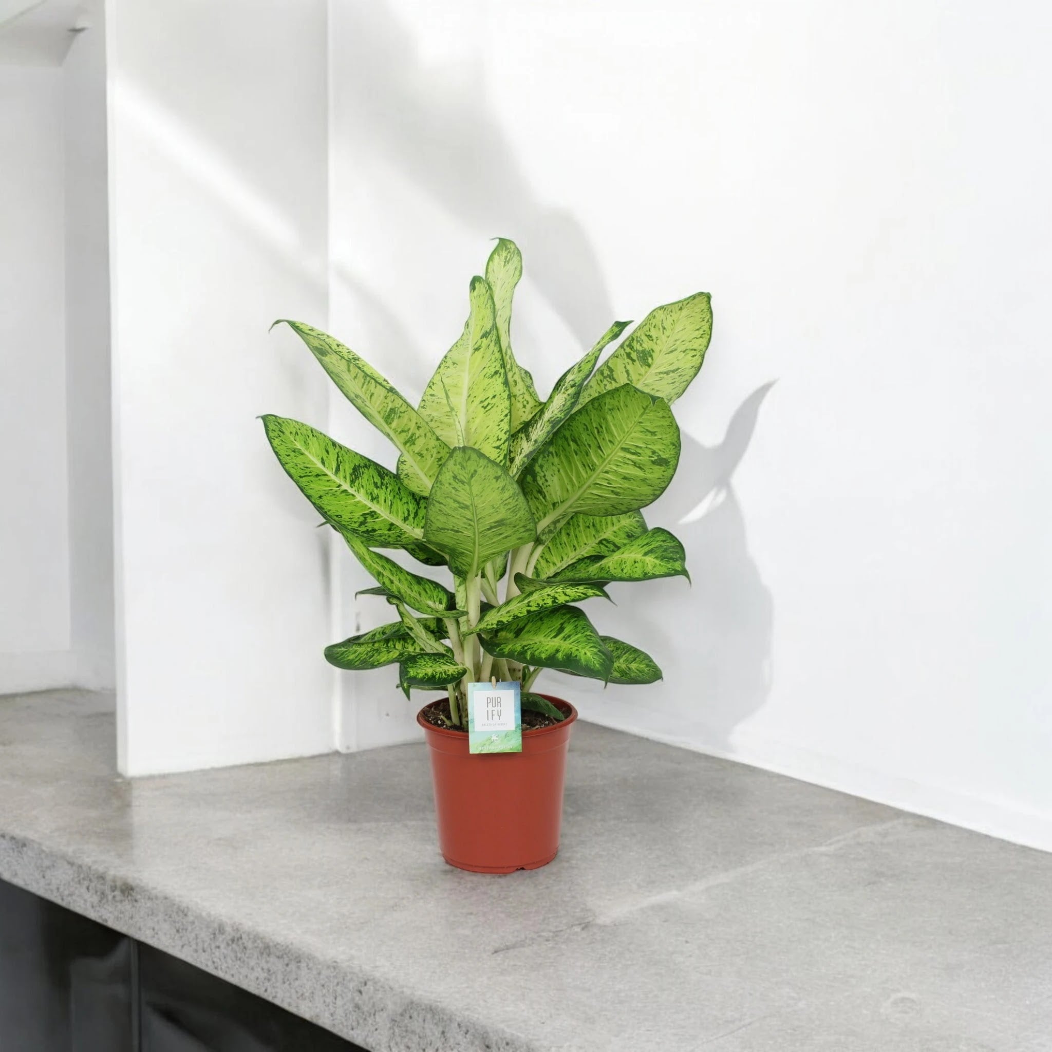Dieffenbachia 'White Amazon'