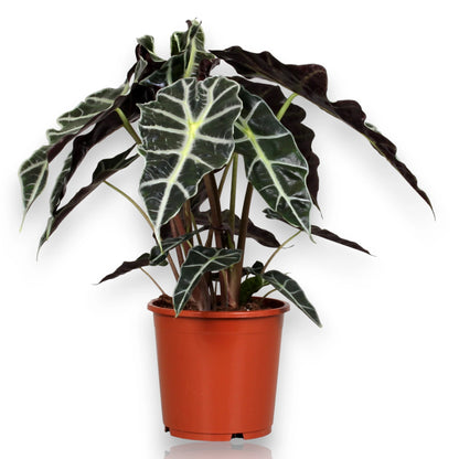 Alocasia Polly in vaso con foglie verde scuro e nervature bianche in ambiente moderno