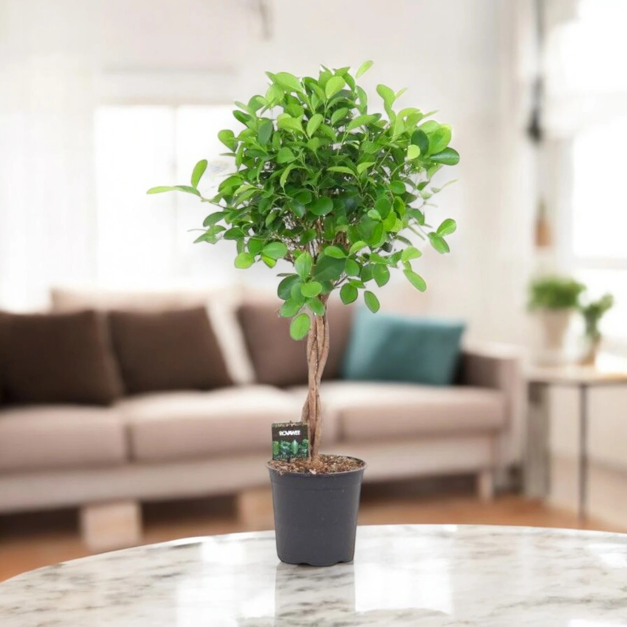 Ficus microcarpa 'Moclame'
