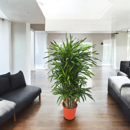 Dracaena fragrans 'Riki'