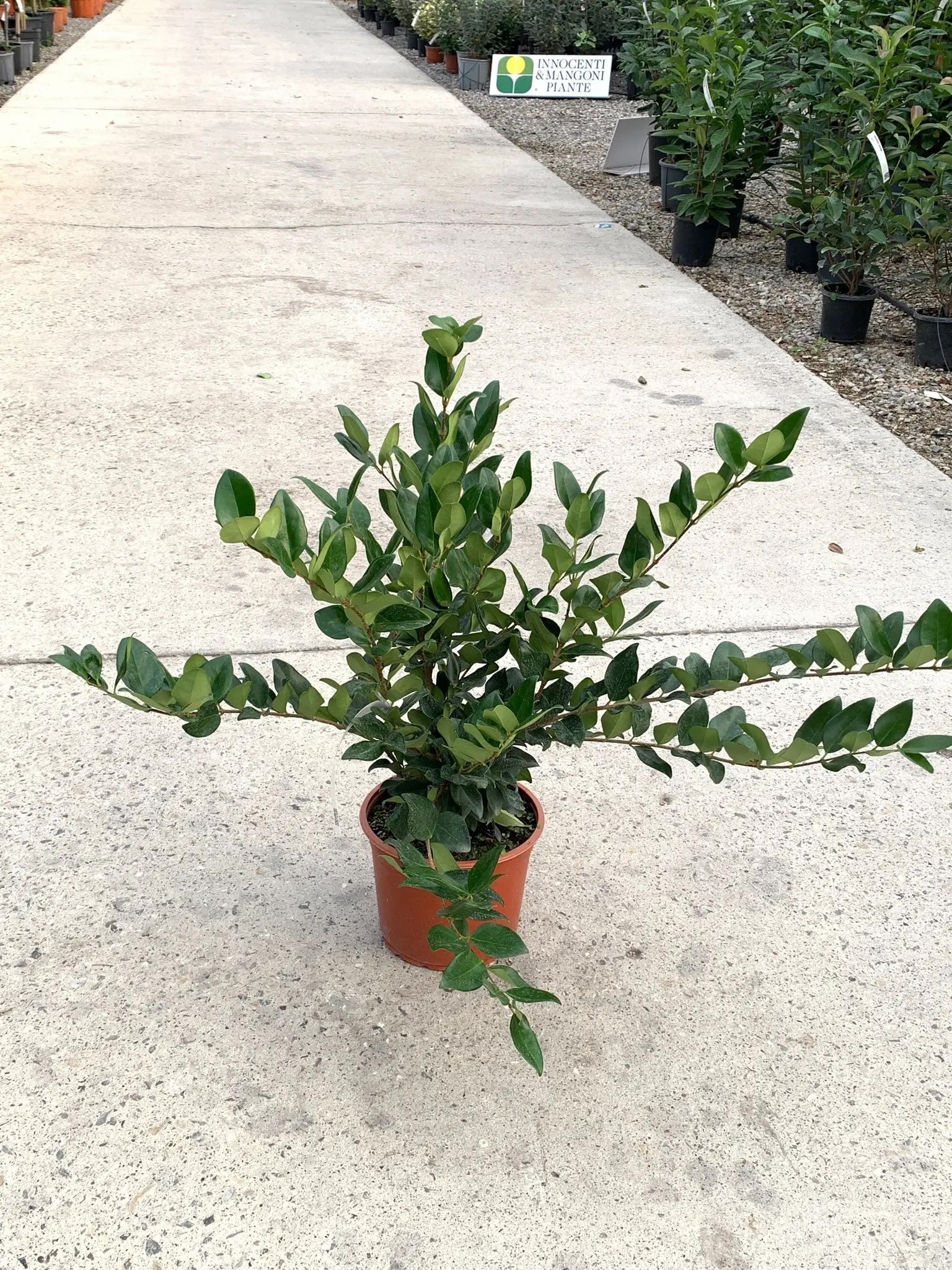 Ligustro - Ligustrum texanum