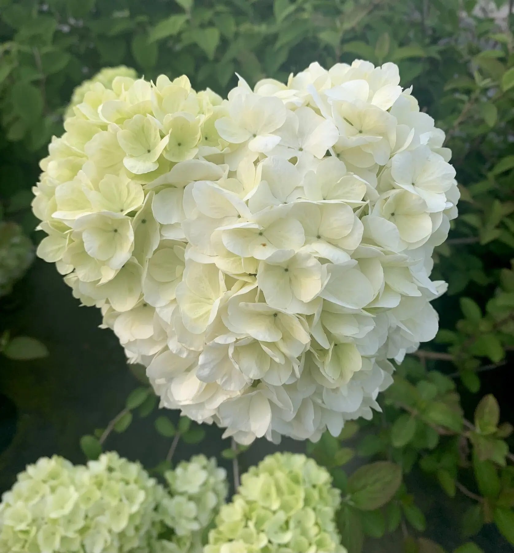 Viburno - Viburnum 'Macrocephalum'