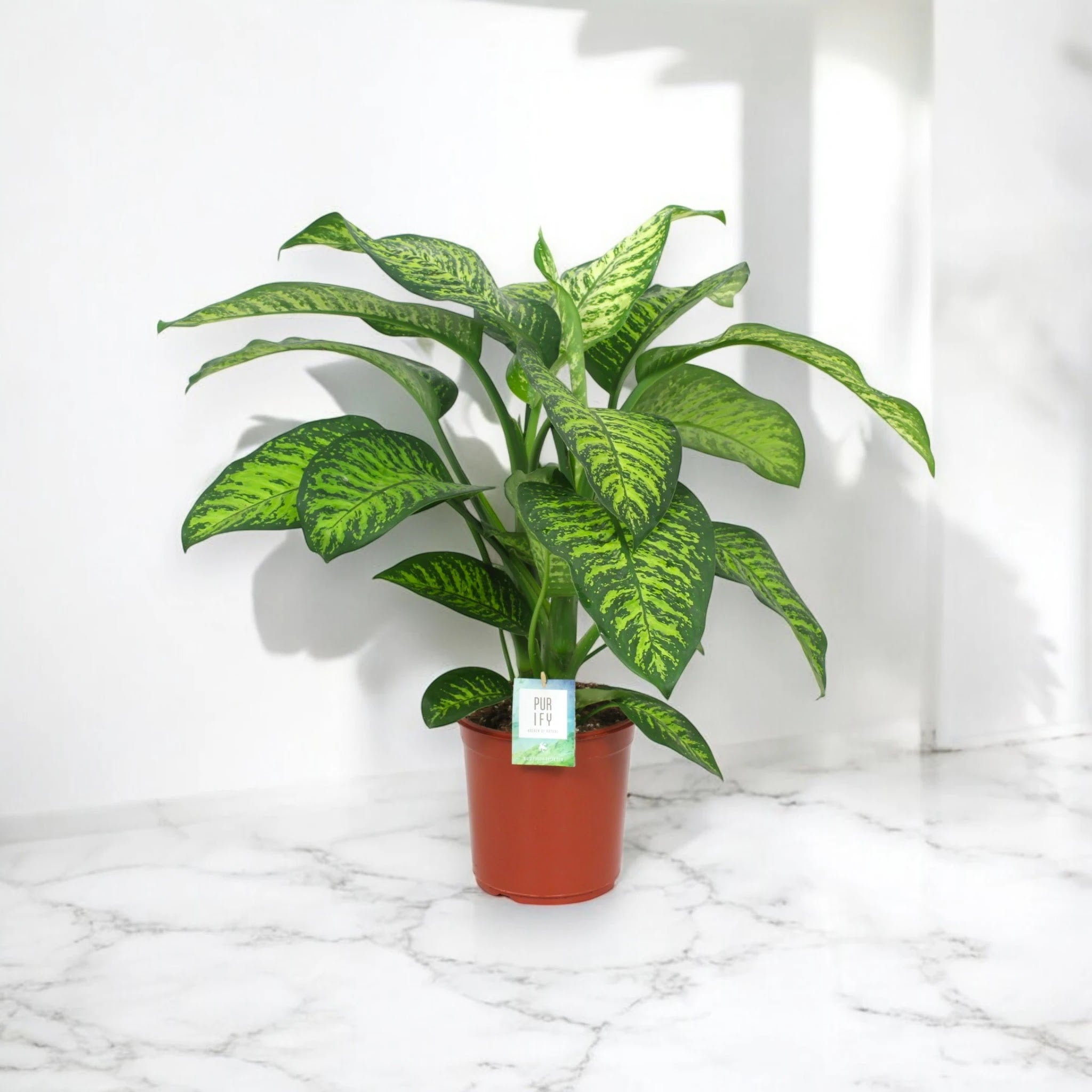 Dieffenbachia seguine 'Tropic jewel'