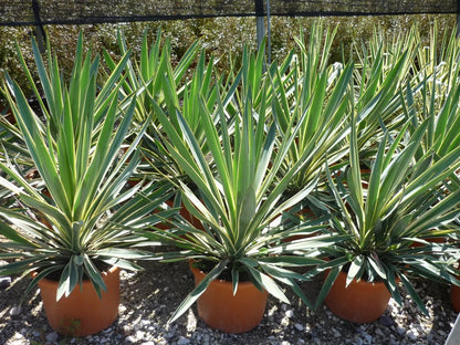 Yucca Gloriosa Variegata con rosetta di foglie rigide variegate crema in giardino roccioso