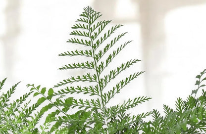 Asplenium parvati