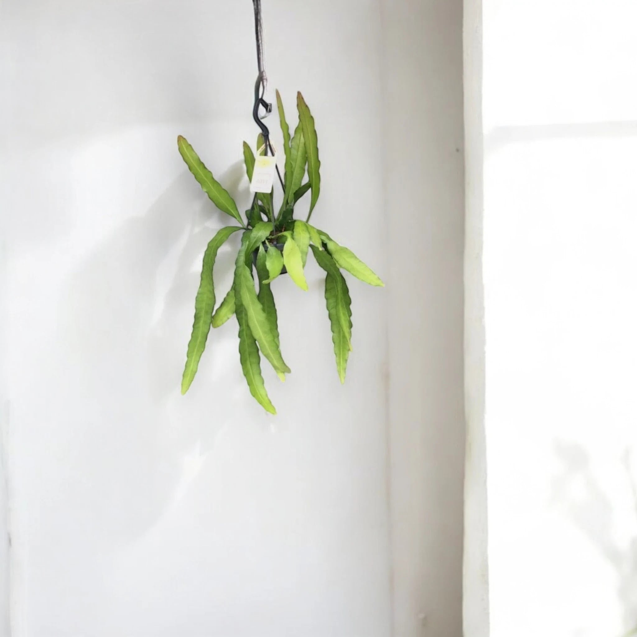 Epiphyllum fruhlingsgold