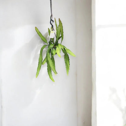 Epiphyllum fruhlingsgold