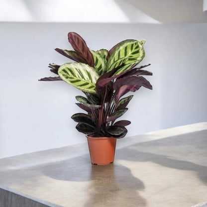 Calathea roseopicta 'Angela'