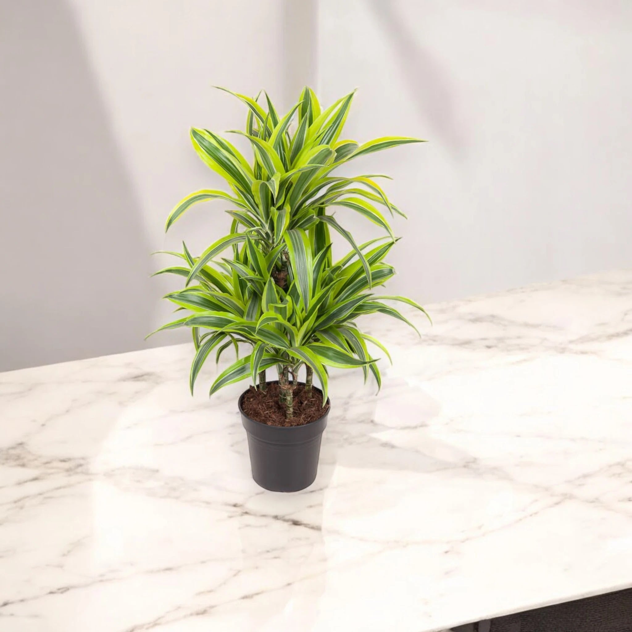 Nandina domestica 'Lemon-Lime'
