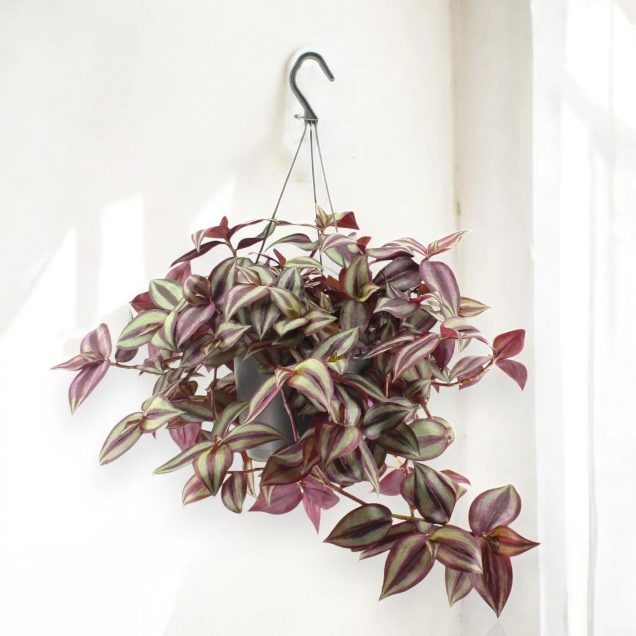 Dettaglio foglie di Tradescantia zebrina Violet con striature viola e riflessi argentati