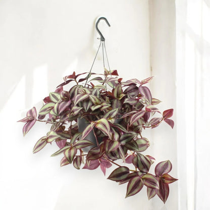 Dettaglio foglie di Tradescantia zebrina Violet con striature viola e riflessi argentati