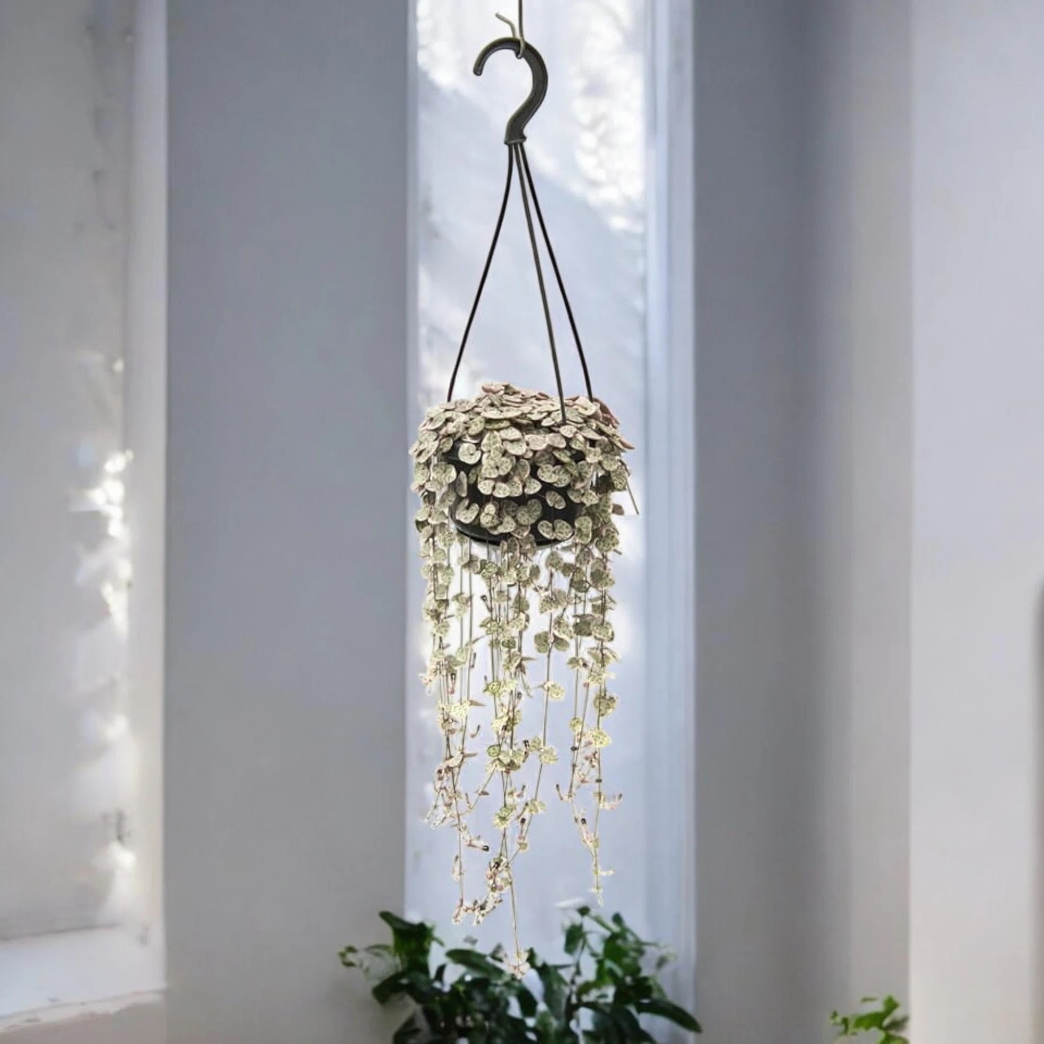 Ceropegia woodii variegata