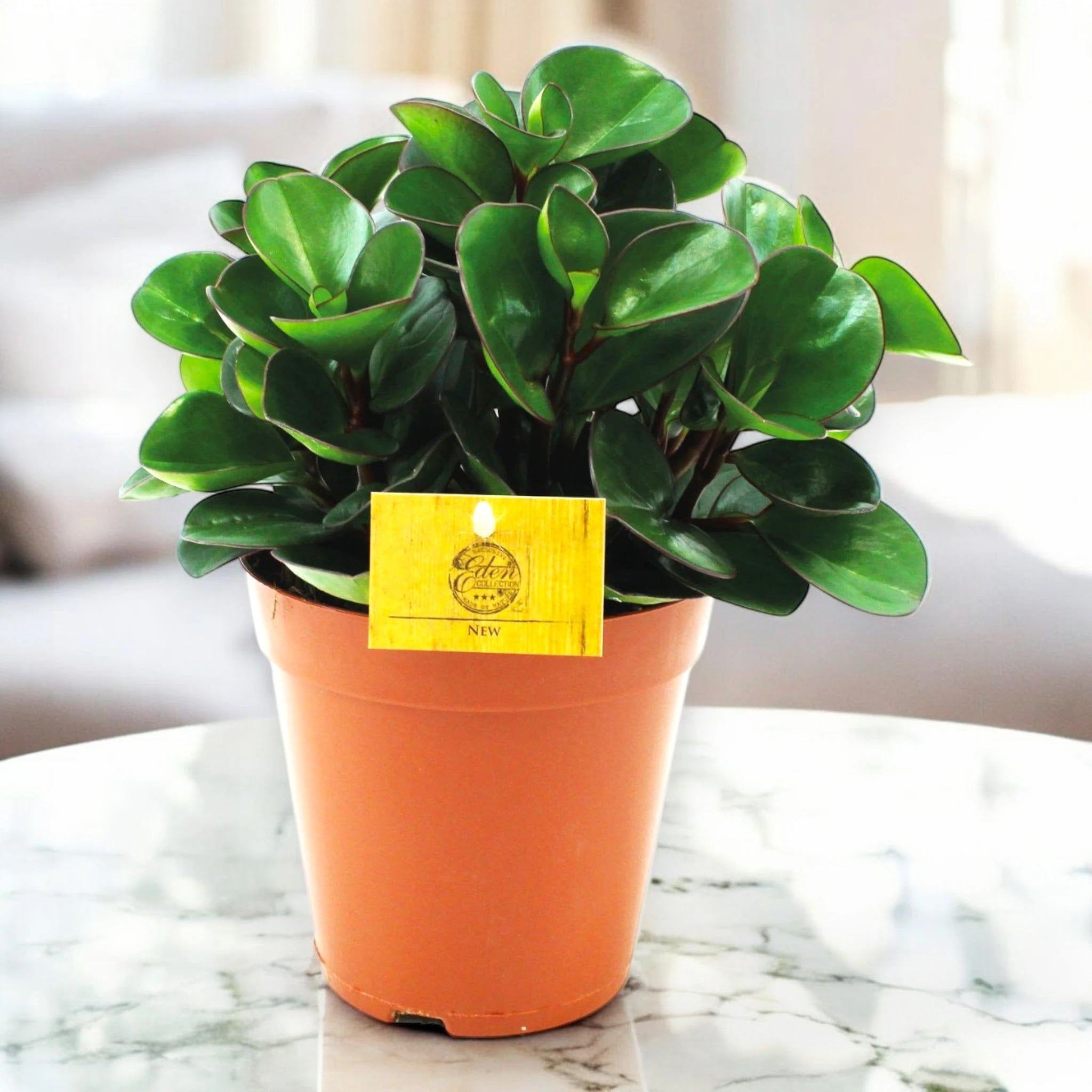 Peperomia obtusifolia 'Burning bush'