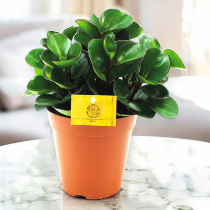 Peperomia obtusifolia 'Burning bush'