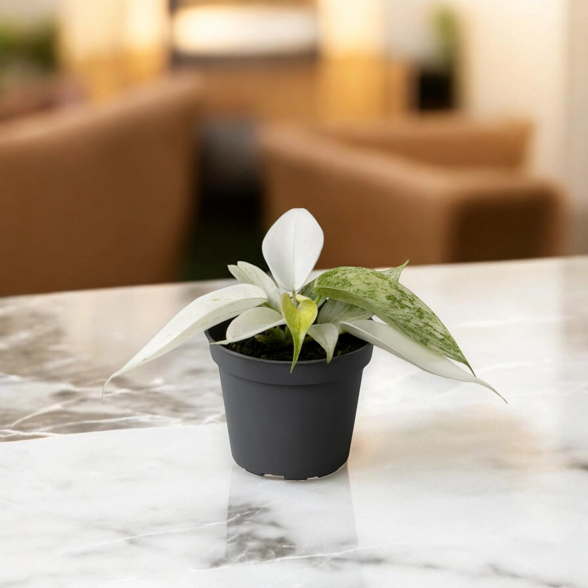 Philodendron 'Florida Ghost'