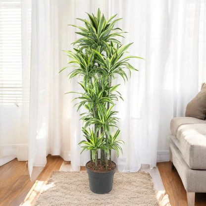 Dracaena fragrans 'Lemon Lime'