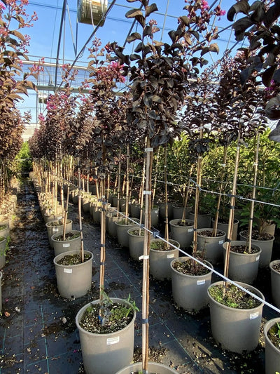 Lagerstroemia indica 'Black Solitaire Purely Purple'