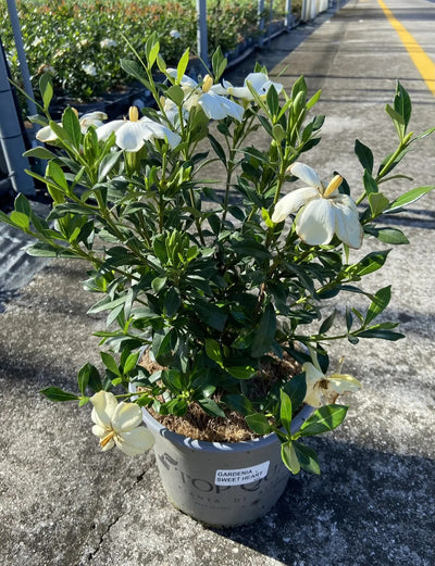 Gardenia jasminoides 'Sweet Heart'