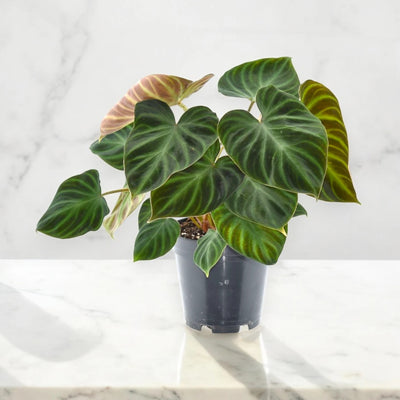 Philodendron verrucosum