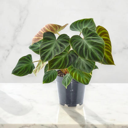 Philodendron verrucosum