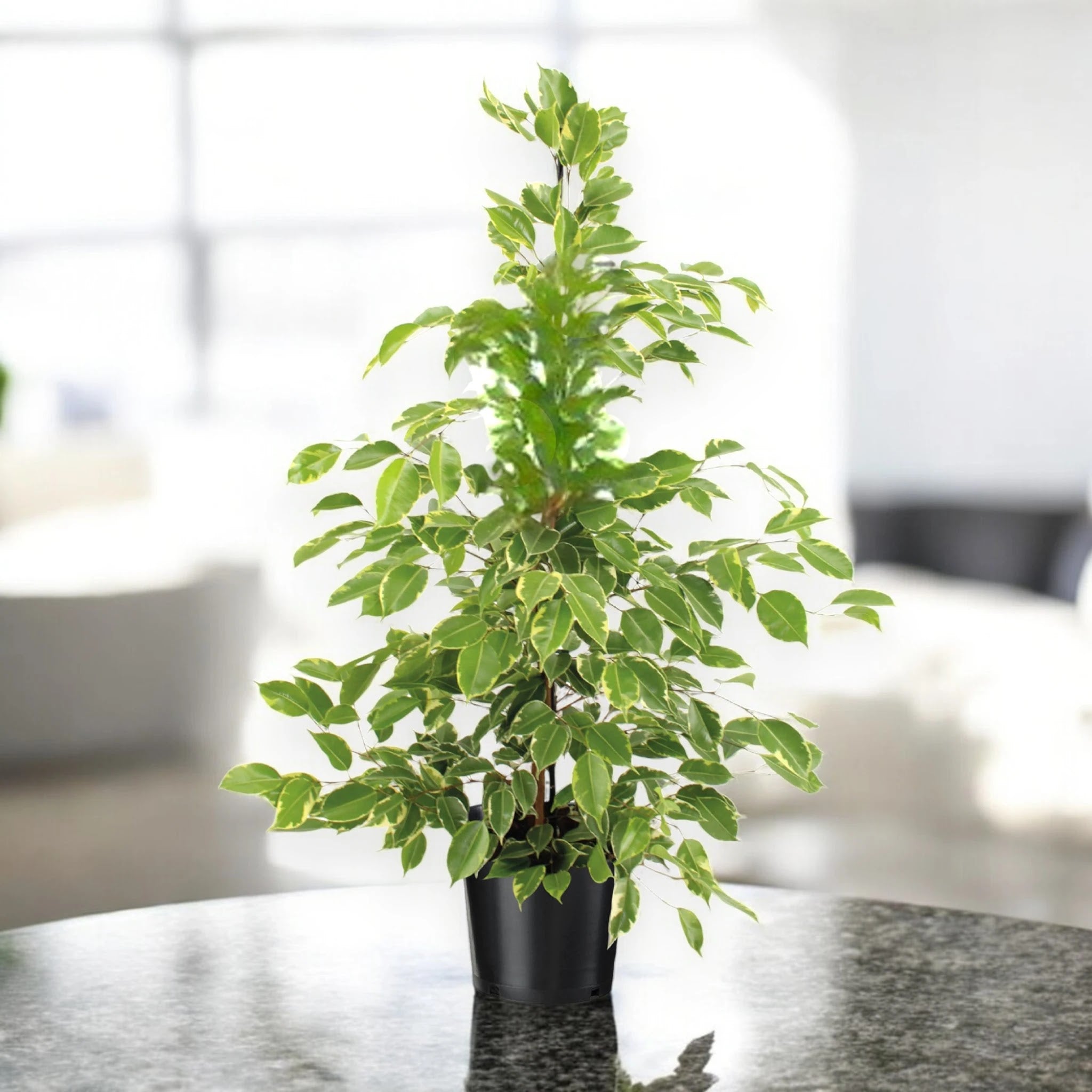 Ficus benjamina 'Golden King'