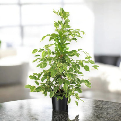 Ficus benjamina 'Golden King'