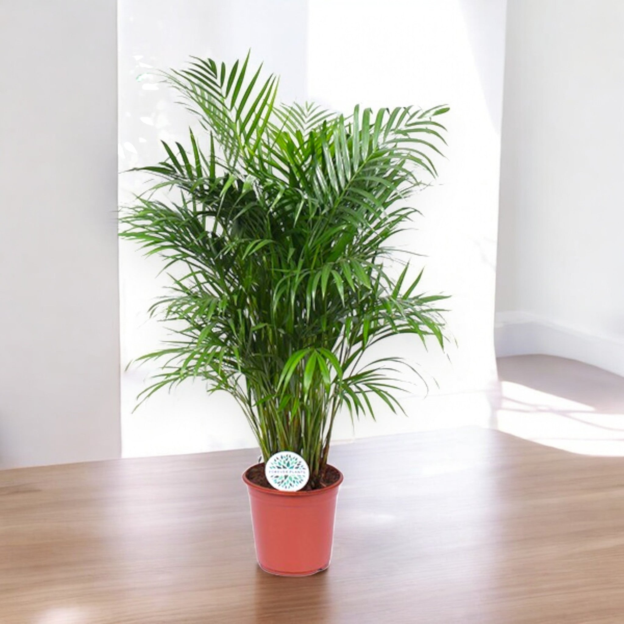 Areca - Dypsis lutescens