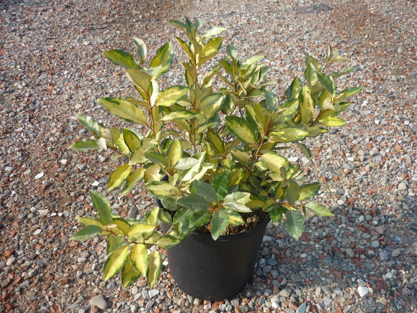 Elaeagnus × ebbingei