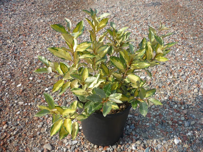 Elaeagnus × ebbingei
